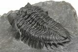 Coltraneia Trilobite Fossil - Huge Faceted Eyes #216509-3